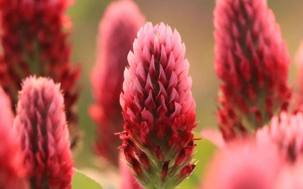 ベニバナツメクサ