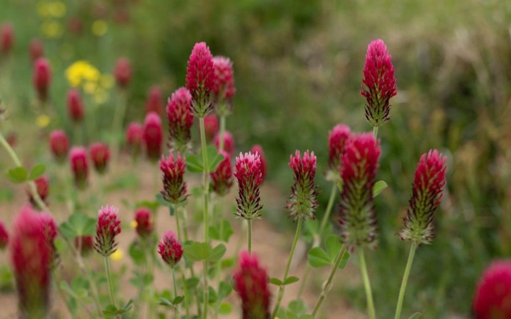 ベニバナツメクサ