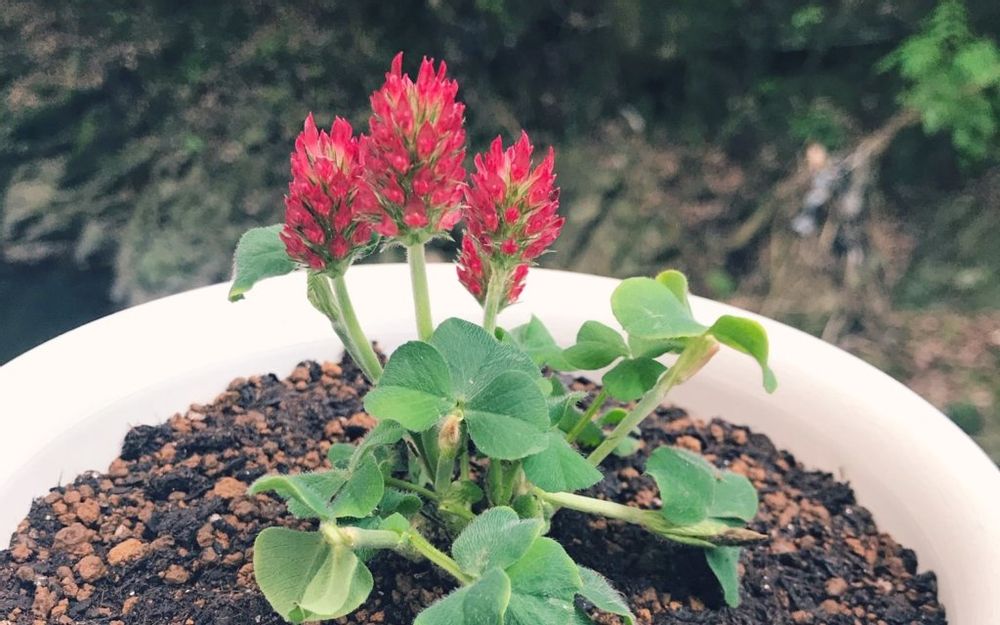 ベニバナツメクサ