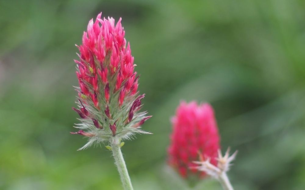 ベニバナツメクサ