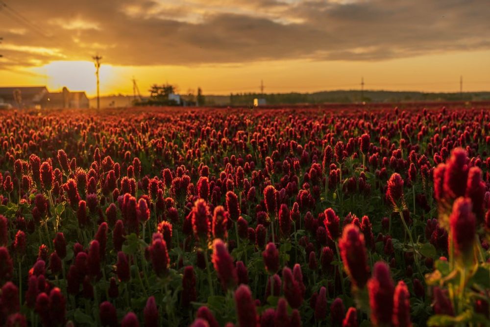ベニバナツメクサ