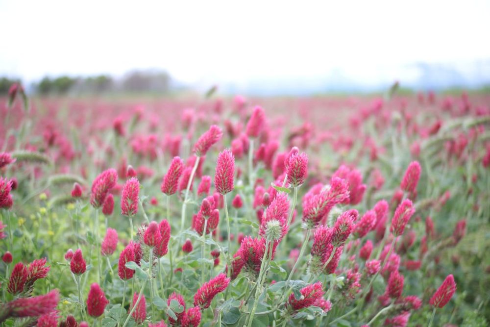 ベニバナツメクサ