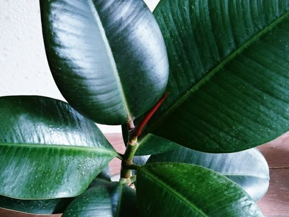 フィカス・バーガンディ　葉