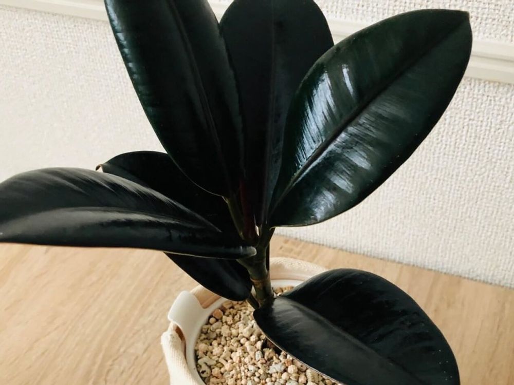 フィカス・バーガンディ　黒い葉