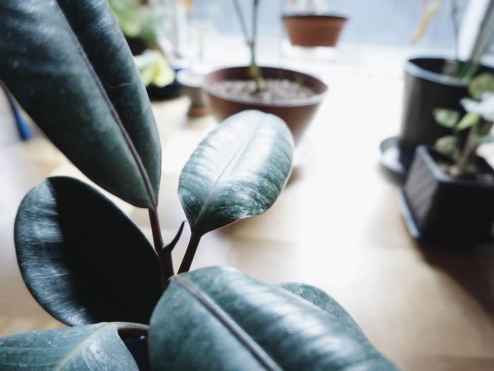 フィカス・バーガンディ　葉　日差し