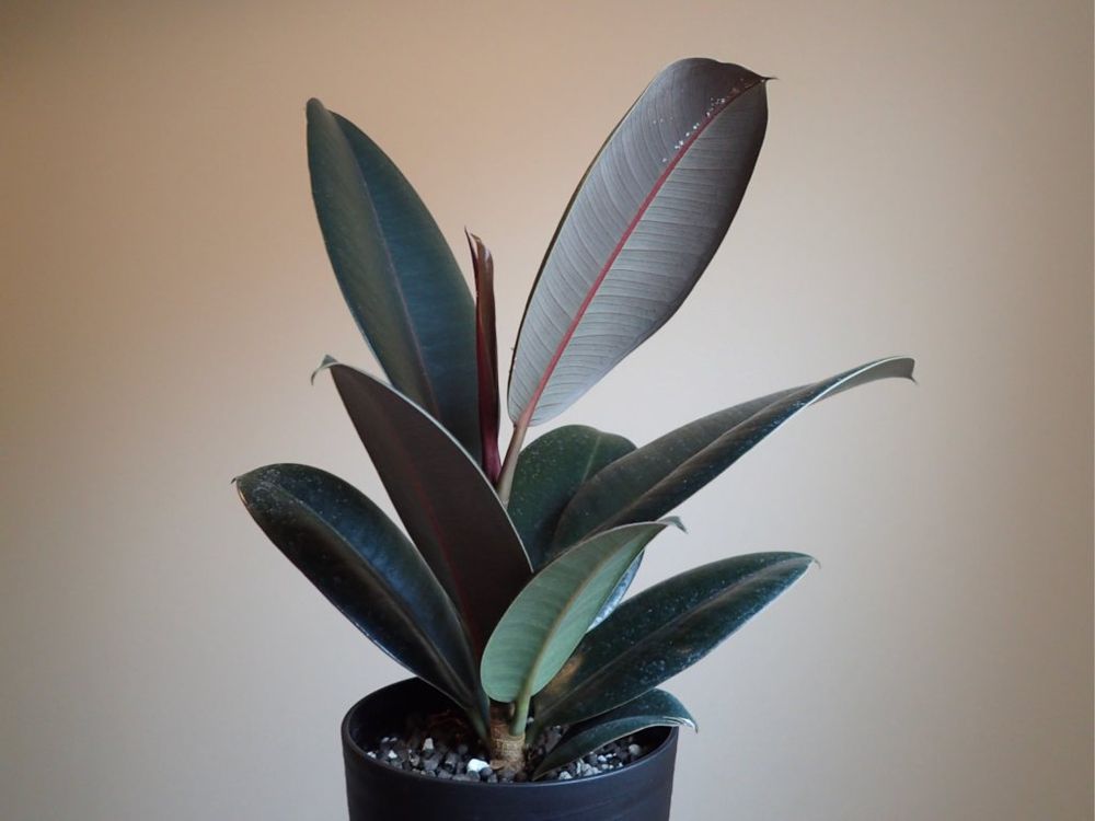 フィカス・バーガンディ　鉢植え　黒い葉