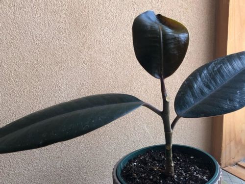 フィカス バーガンディの育て方 剪定の時期や方法は 色が変わる葉とは Greensnap グリーンスナップ フィカス バーガンディの育て方 剪定の時期や方法は 色が変わる葉とは Greensnap グリーンスナップ