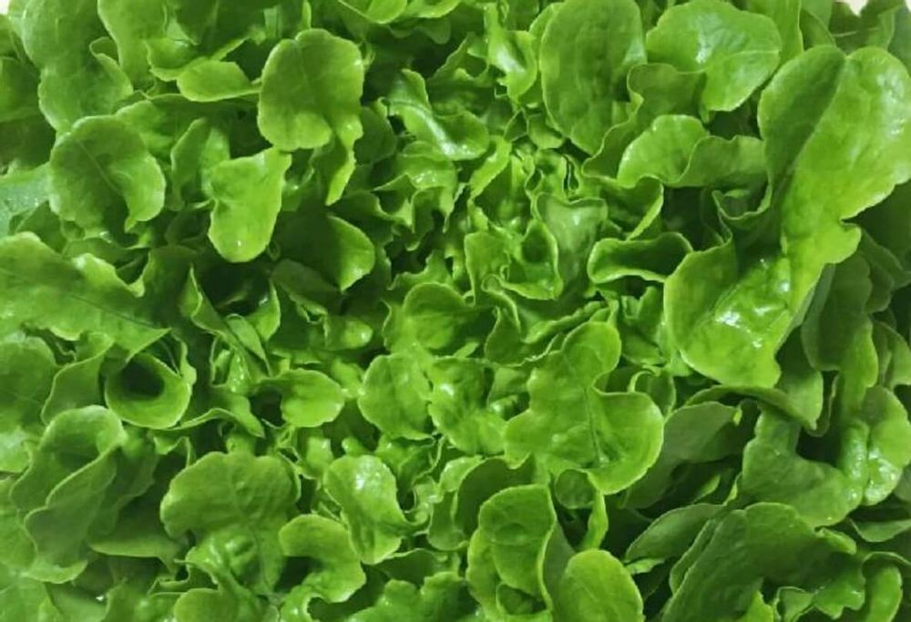 レタス