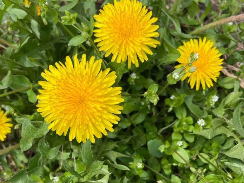 セイヨウタンポポ