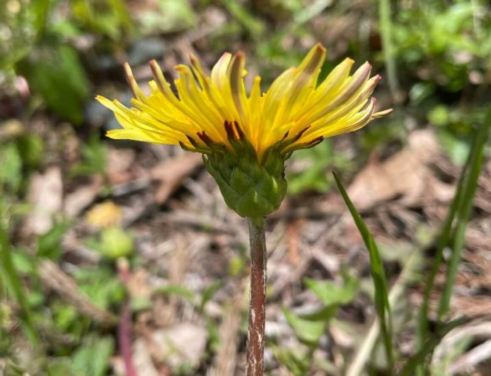 カントウタンポポ