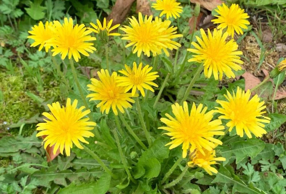 カンサイタンポポ