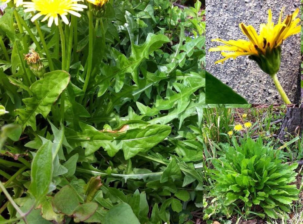 ヒロハタンポポ