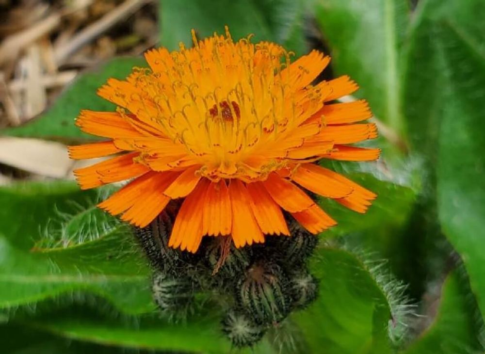 コウリンタンポポ