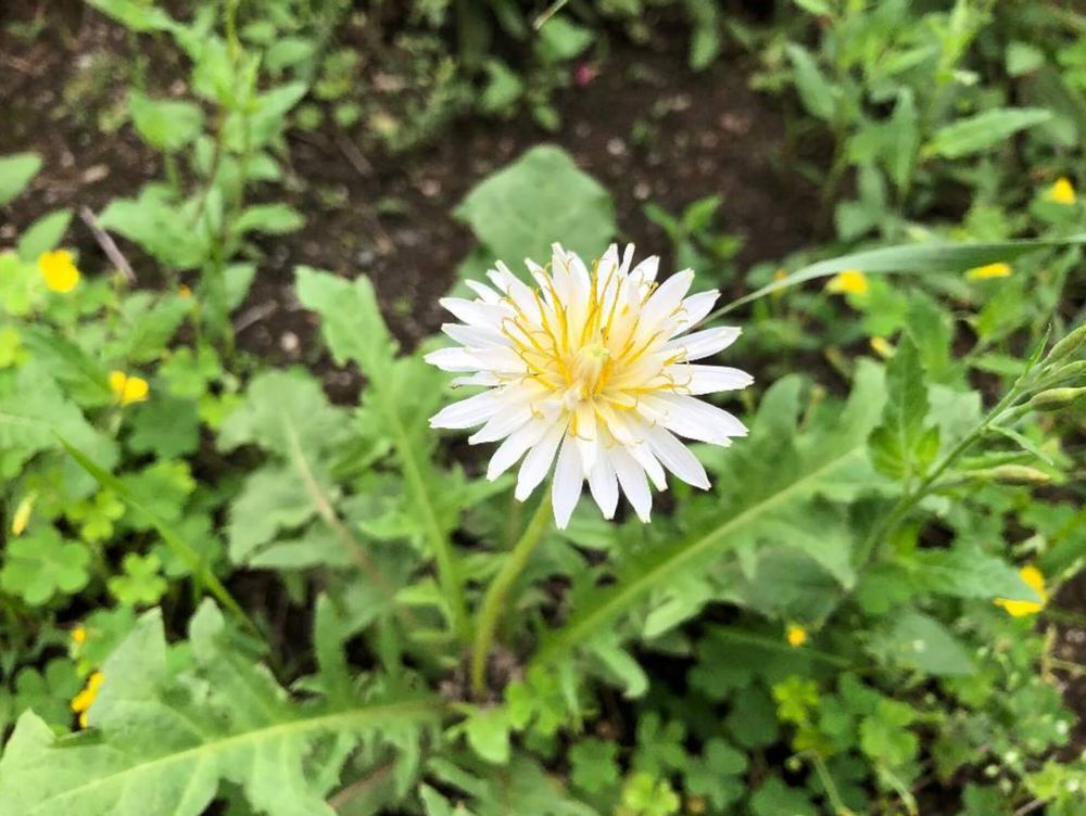 シロバナタンポポ