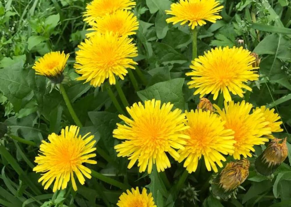 アカミタンポポ