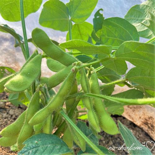 枝豆の種類 品種一覧 おいしいのはどれ 茶豆や白毛豆とは Greensnap グリーンスナップ
