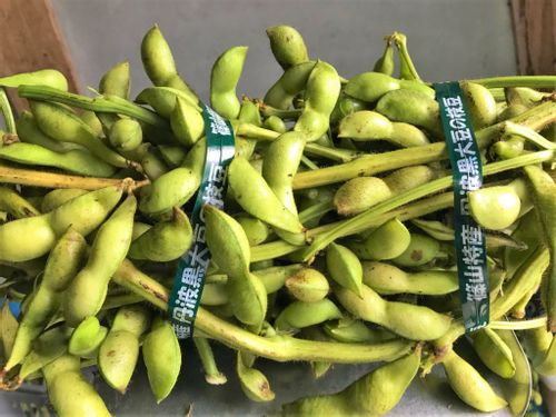 枝豆の種類 品種一覧 おいしいのはどれ 茶豆や白毛豆とは Greensnap グリーンスナップ