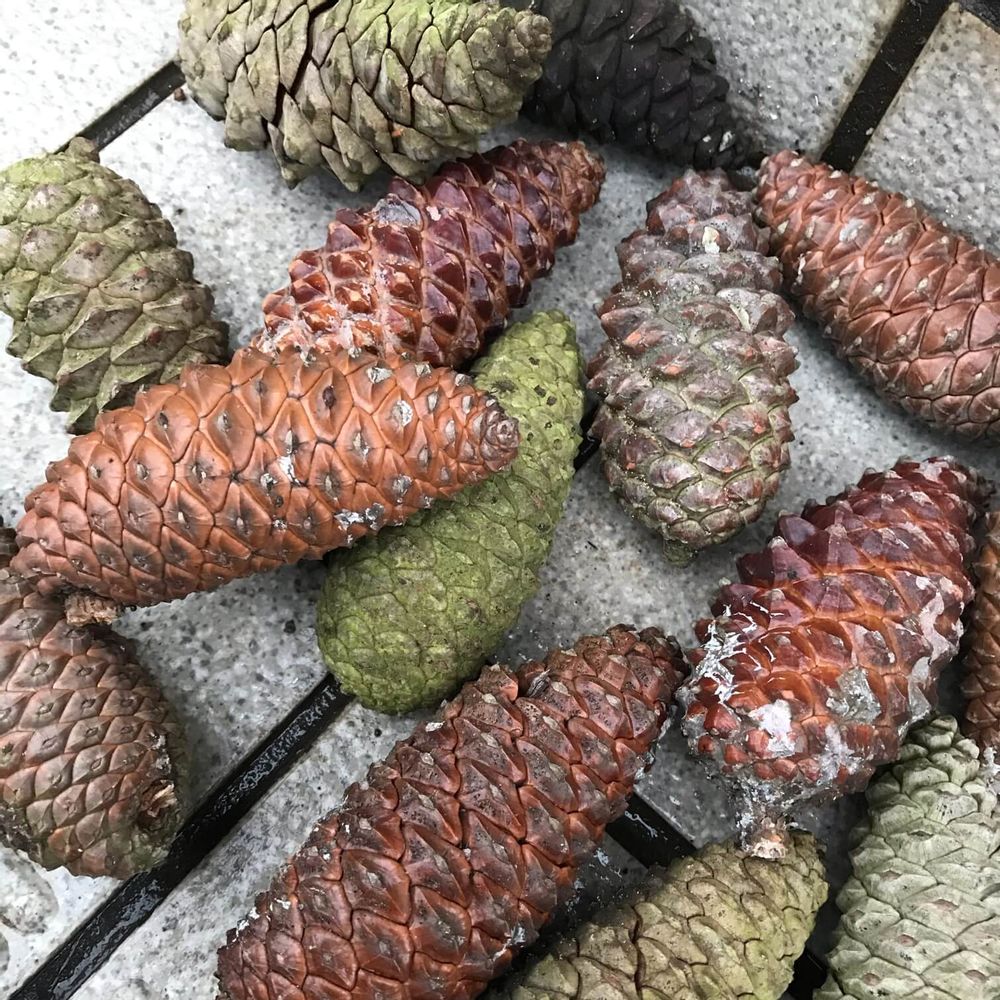 松ぼっくり　種類