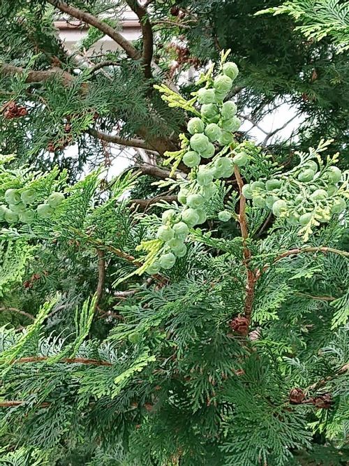 松ぼっくりの種類 いろいろな品種があるの 収穫はいつ Greensnap グリーンスナップ 松ぼっくりの種類 いろいろな品種があるの 収穫はいつ Greensnap グリーンスナップ