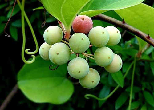 サルトリイバラとは 花や葉の特徴 薬効や赤い実は食べられる Greensnap グリーンスナップ