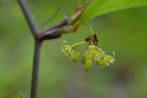 サルトリイバラとは 花や葉の特徴 薬効や赤い実は食べられる Greensnap グリーンスナップ