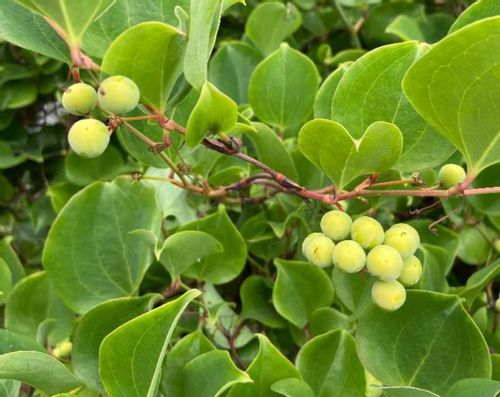 サルトリイバラとは 花や葉の特徴 薬効や赤い実は食べられる Greensnap グリーンスナップ