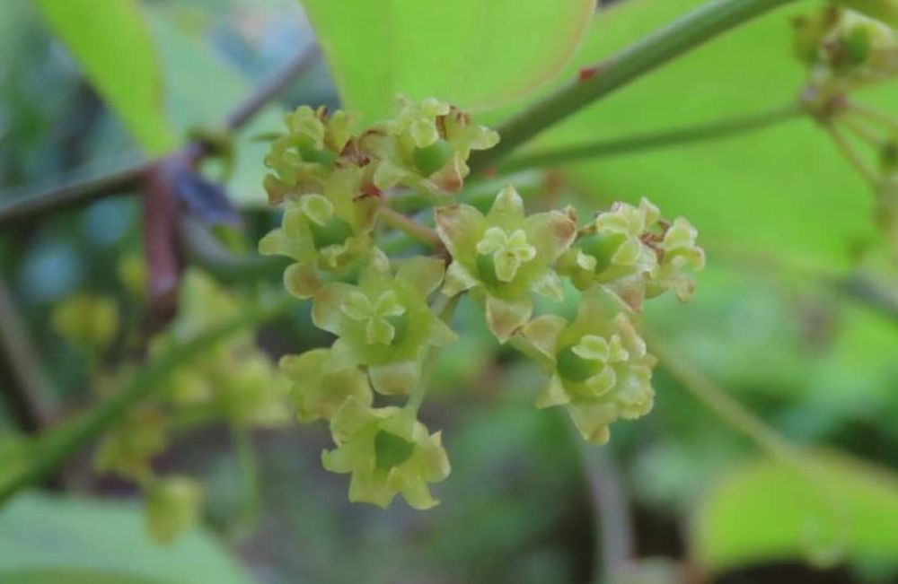 サルトリイバラ