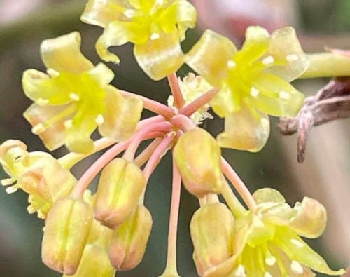 サルトリイバラとは 花や葉の特徴 薬効や赤い実は食べられる Greensnap グリーンスナップ サルトリイバラとは 花や葉の特徴 薬効や赤い実は食べられる Greensnap グリーンスナップ