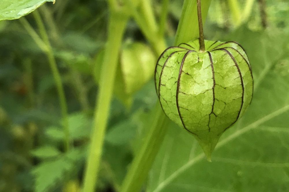 食用ほおずきの栽培｜育て方や収穫のコツは？食べ方や味、効能は？｜?GreenSnap（グリーンスナップ）