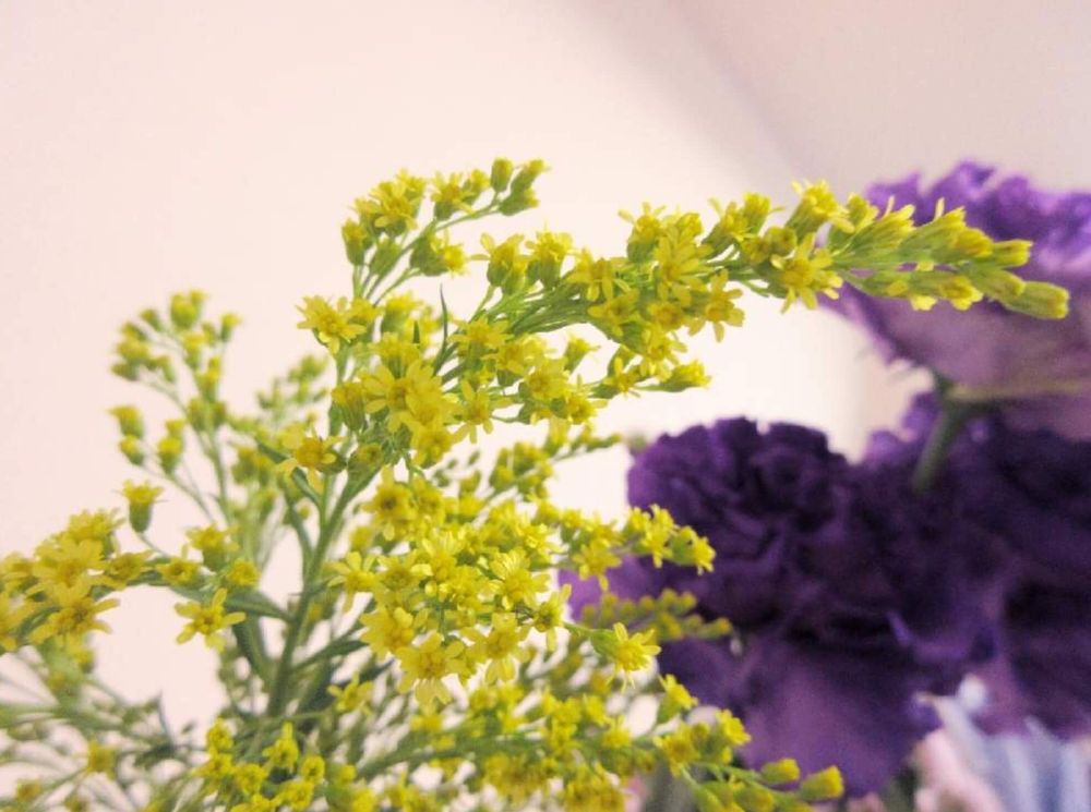 アキノキリンソウ