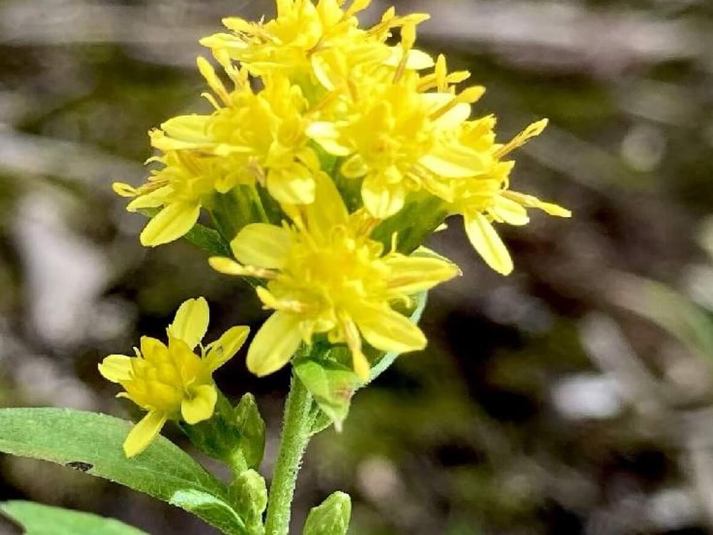 アキノキリンソウ