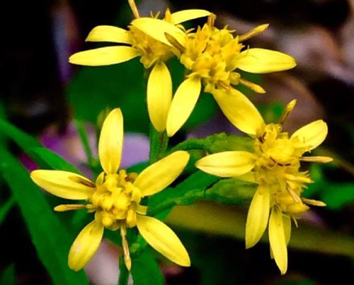 アキノキリンソウとは 似た花や花言葉 葉の特徴や薬効は Greensnap グリーンスナップ