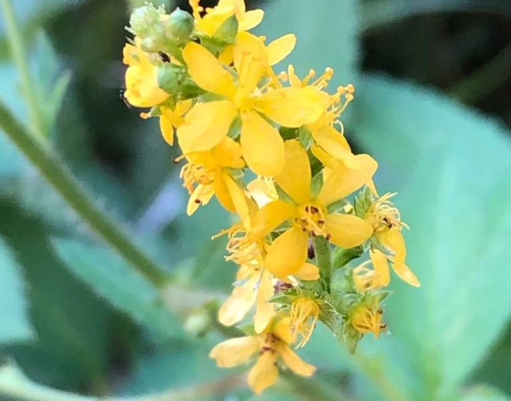 アキノキリンソウ