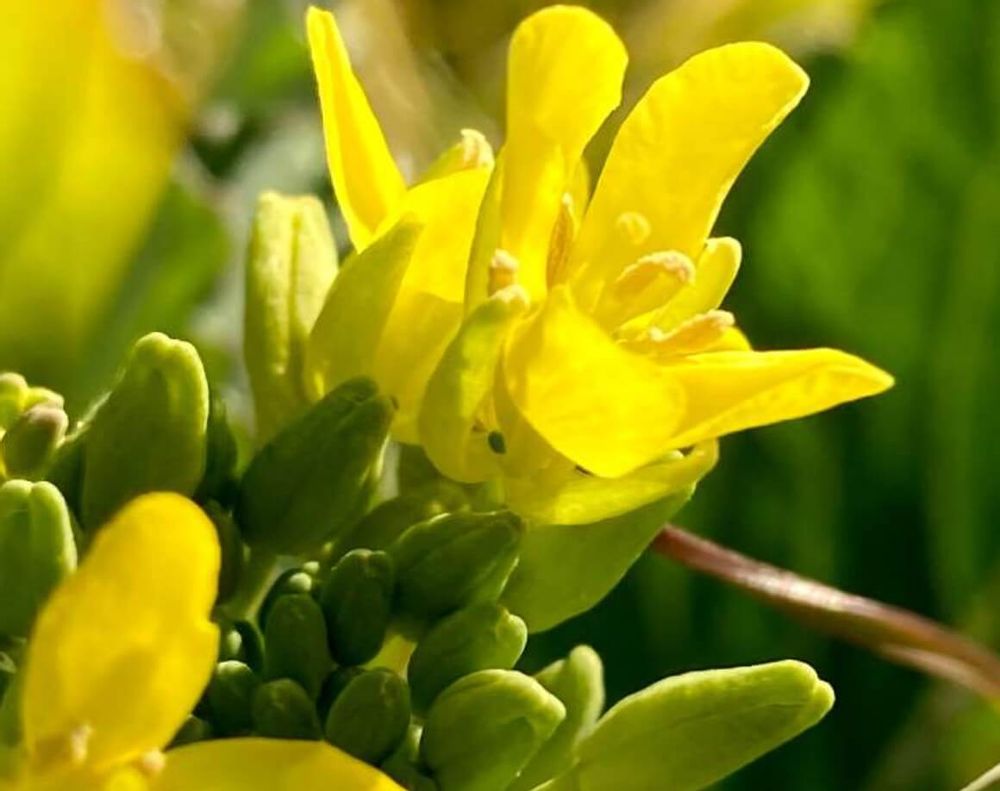 セイヨウカラシナ