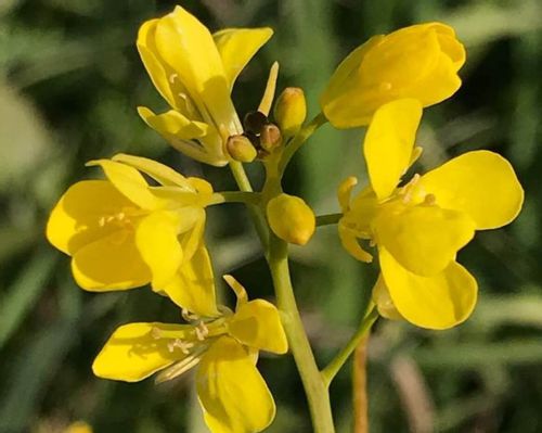 セイヨウカラシナとは 食べ方や味 花言葉や花の特徴は Greensnap グリーンスナップ