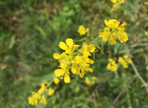 セイヨウカラシナとは 食べ方や味 花言葉や花の特徴は Greensnap グリーンスナップ