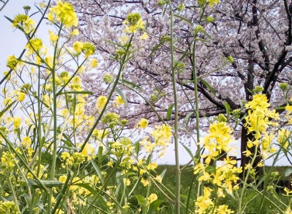 セイヨウカラシナ