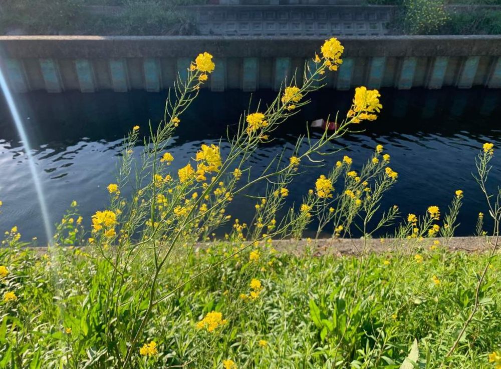 セイヨウカラシナ