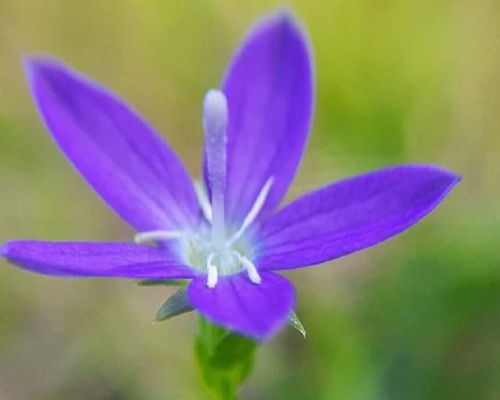 キキョウソウとは ヒナキキョウソウとの見分け方はある 花の特徴や花言葉は Greensnap グリーンスナップ キキョウソウとは ヒナキキョウソウとの見分け方はある 花の特徴や花言葉は Greensnap グリーンスナップ