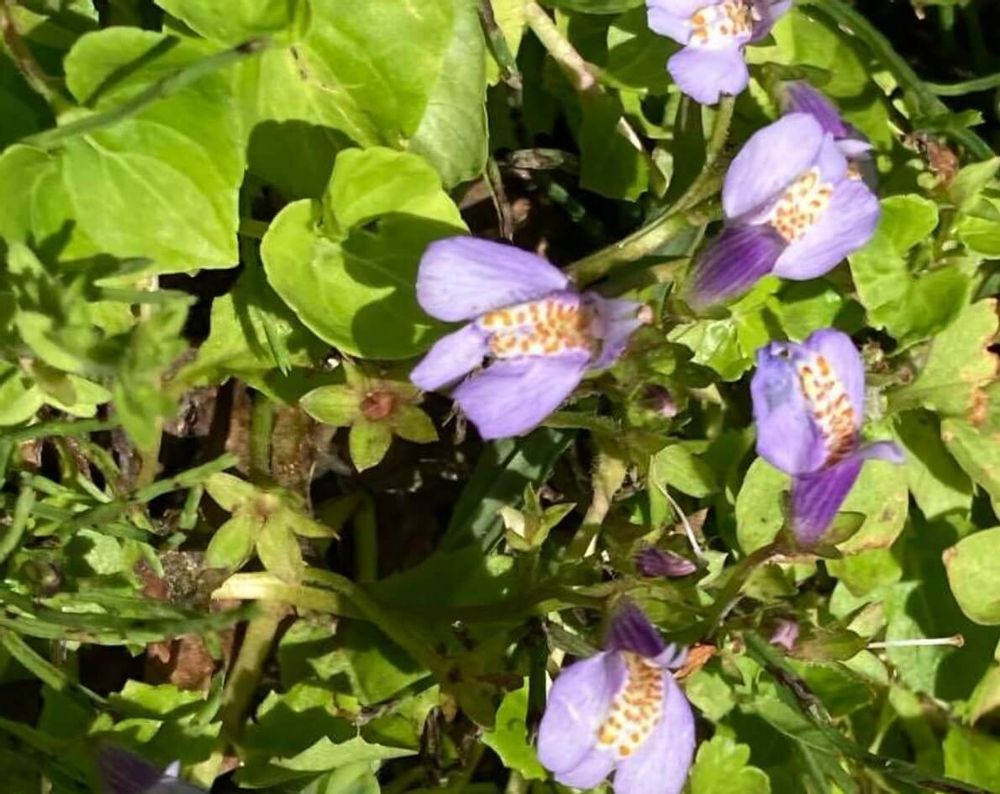 ムラサキサギゴケ