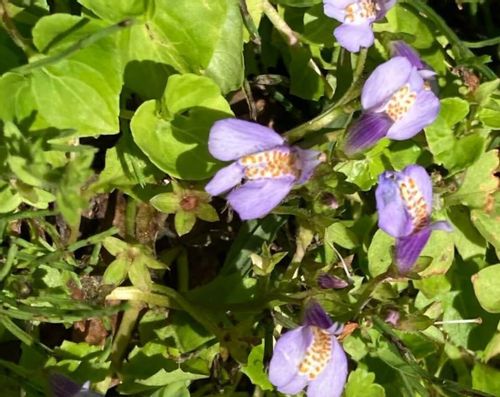 ムラサキサギゴケとは 似た花との見分け方や花言葉は Greensnap グリーンスナップ