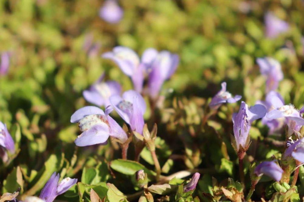 ムラサキサギゴケ