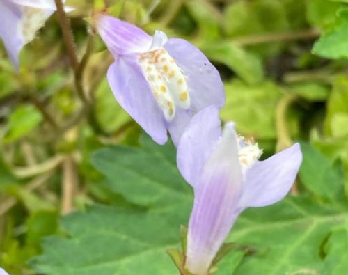 ムラサキサギゴケとは 似た花との見分け方や花言葉は Greensnap グリーンスナップ