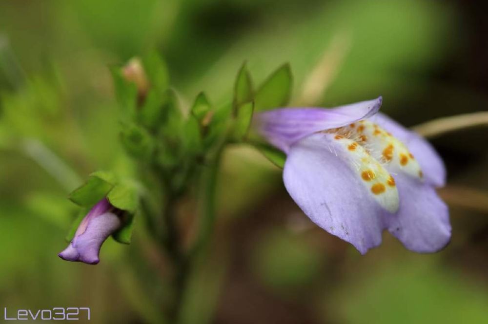 ムラサキサギゴケ