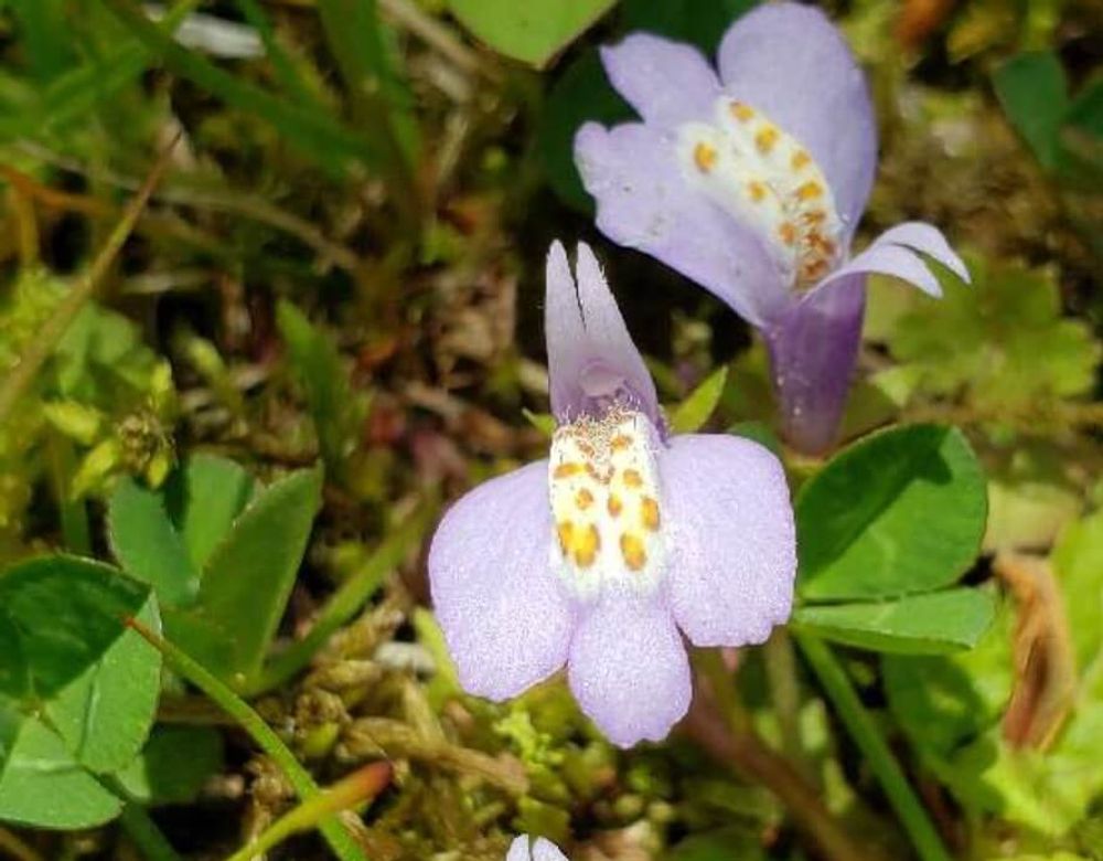 ムラサキサギゴケ