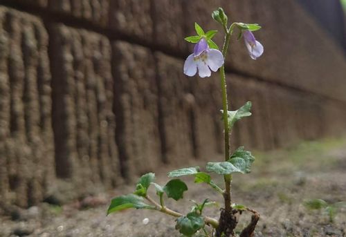 トキワハゼとは 花言葉や花の特徴 ムラサキサギゴケとの違いは Greensnap グリーンスナップ