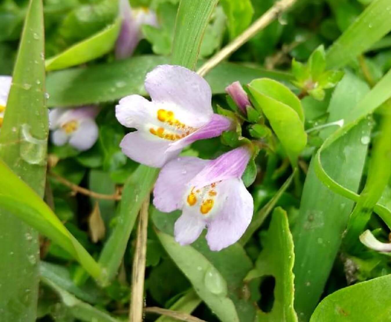 トキワハゼとは 花言葉や花の特徴 ムラサキサギゴケとの違いは Greensnap グリーンスナップ