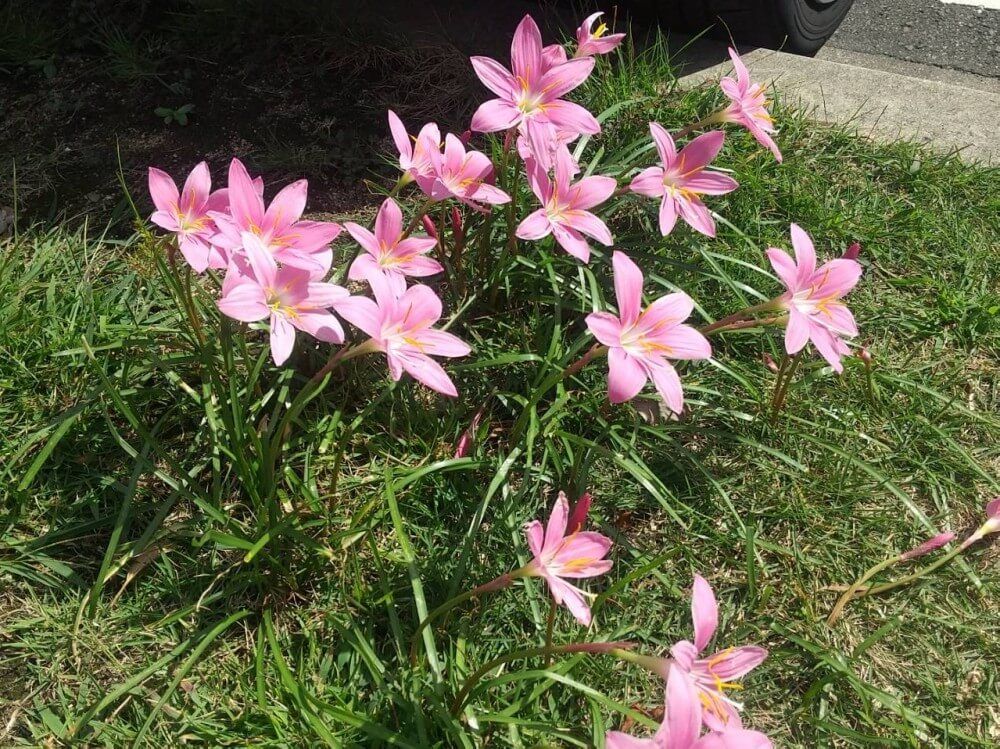 サフランモドキ