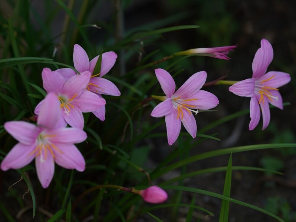 サフランモドキ