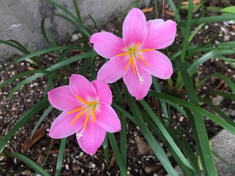 サフランモドキ